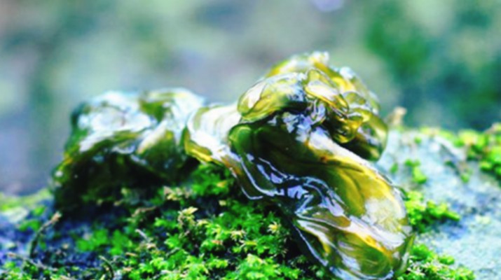 享游渭河源丨舌尖上的渭河源，野菜飄香的春日盛宴